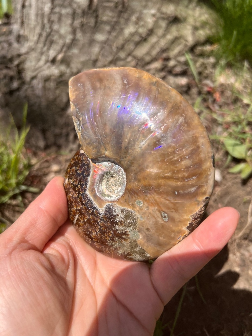 Ammonite (4) fossil with stand | crystal